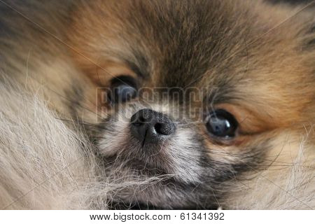 Pomeranian
