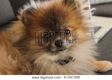 Pomeranian