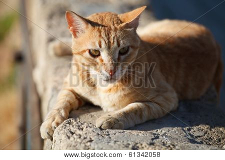 Big red cat