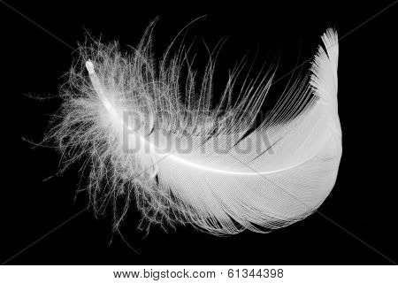 Feather