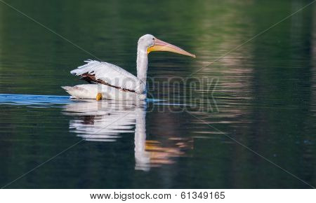 White Pelican (pelecanus Erythrorhynchos)