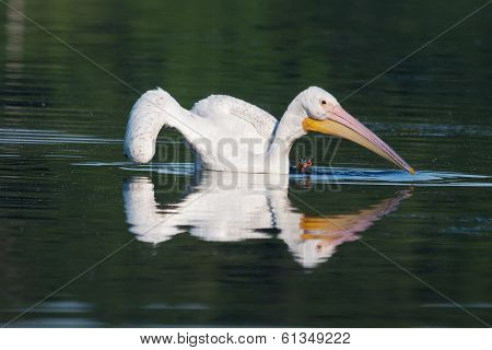 White Pelican (pelecanus Erythrorhynchos)