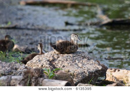 Holz Ente (Aix Sponsa) Duckling sitzend auf einem Felsen.