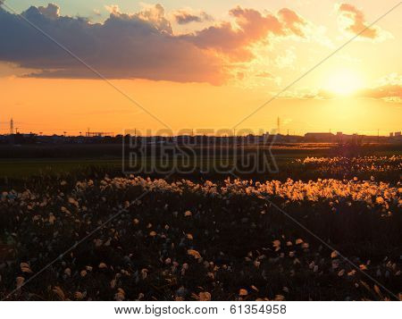 Japanese autumn sunset with silver grass silhouette