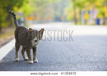 Domestic Cats Standing On Asphalt Road