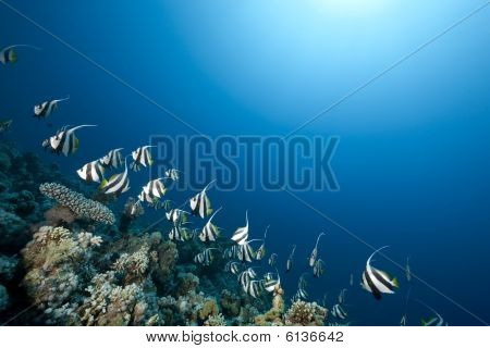 Ocean i częstych szkoły
