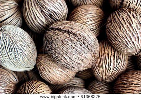 Pong Pong Seed
