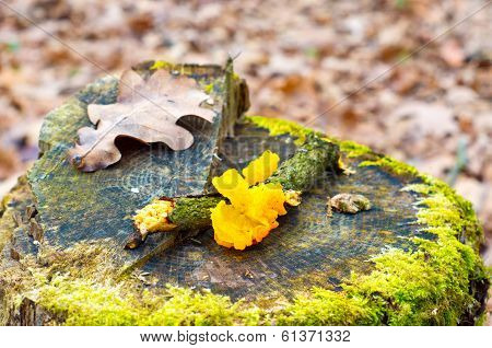 Mushrooms In The Forest