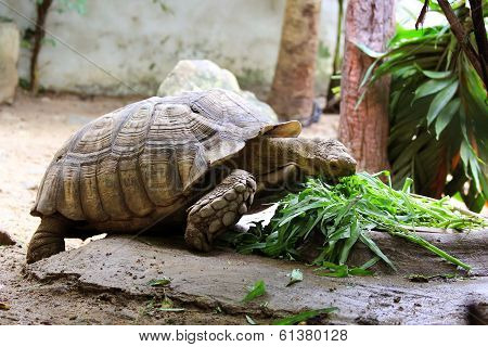 Turtle