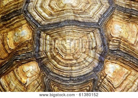 Turtle Carapace