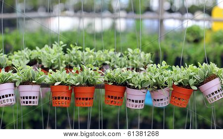 Dischidia Nummularia Climb Or Green Creeper Plant