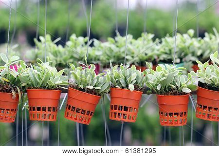 Dischidia Nummularia Climb Or Green Creeper Plant