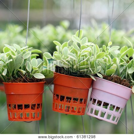 Dischidia Nummularia Climb Or Green Creeper Plant