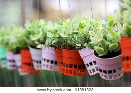 Dischidia Nummularia Climb Or Green Creeper Plant