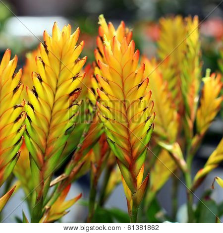 Bromeliad Or Vriesea Splendens