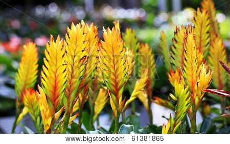 Bromeliad Or Vriesea Splendens