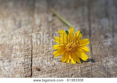 Wedelia Trilobata On Tree Bark