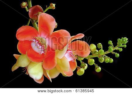 Cannonball Tree Isolated On Black Background