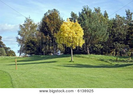 puut golfkentän