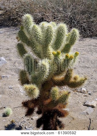 Teddy Bear Cholla with Flowers