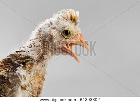 Chick