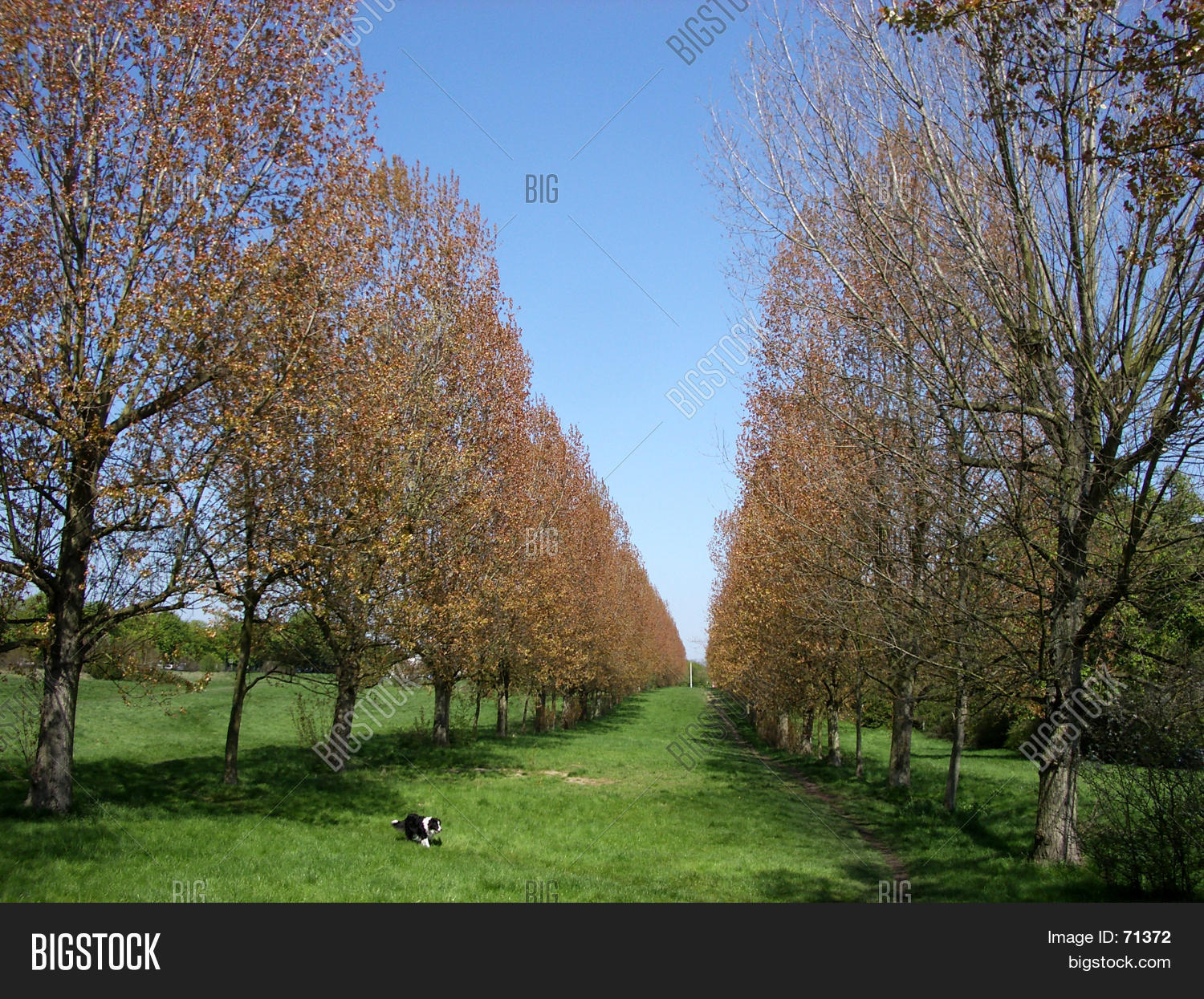 Woodford Green 4 Image & Photo (Free Trial) Bigstock