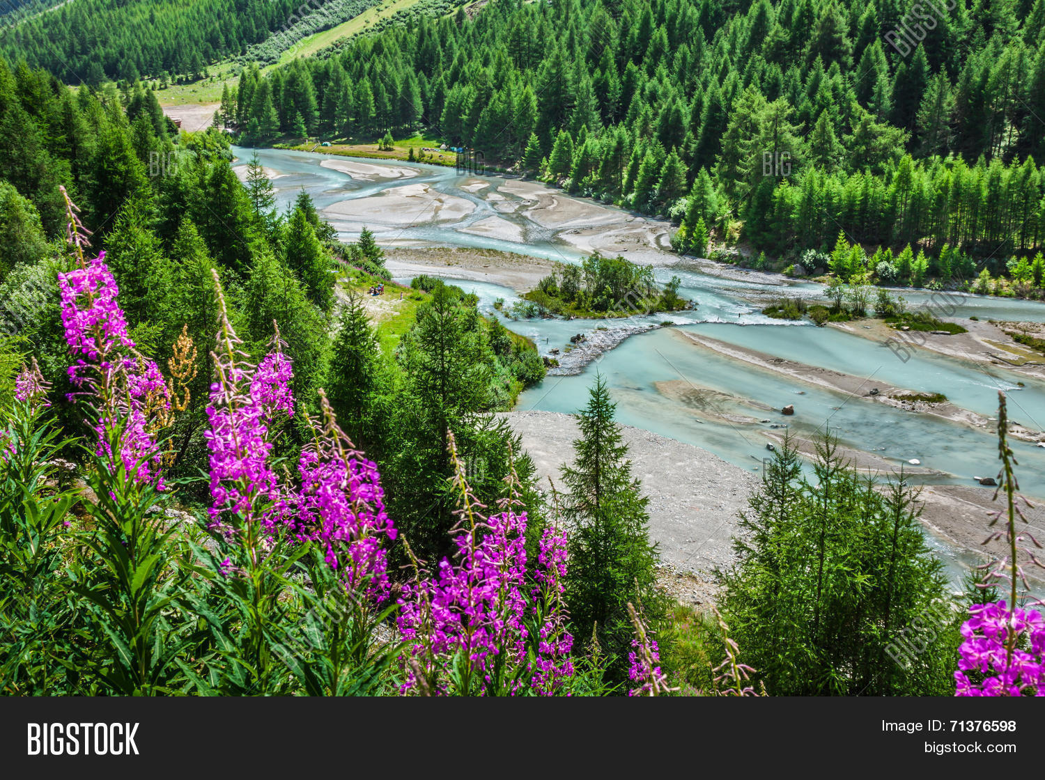 Swiss Alps Flowers On Image & Photo (Free Trial) Bigstock