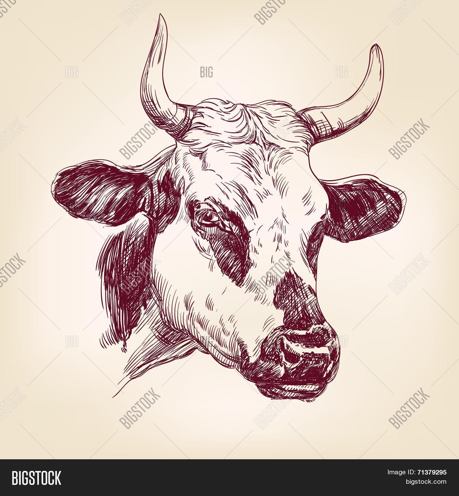 Cow Hand Drawn Vector Vector & Photo (Free Trial) | Bigstock