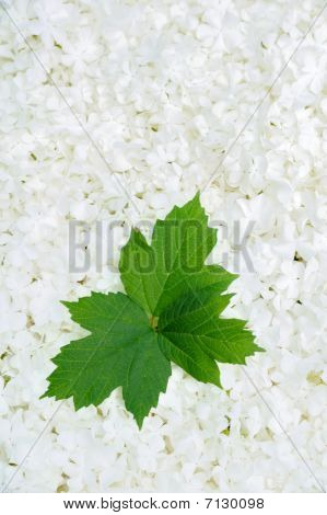 Guelder Rose Blüten und Blätter Hintergrund