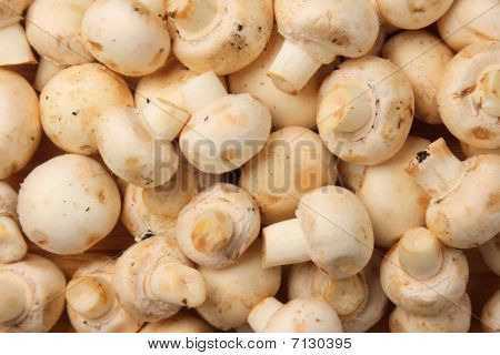 Ätbara rå vit svamp (agaricus Bisporus)
