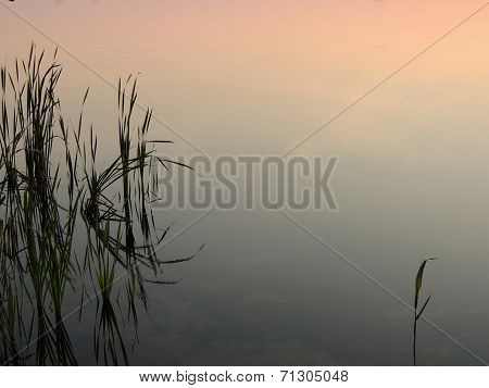 Reeds And Its Silhouette
