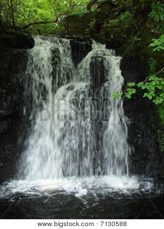 Vatten trädgård