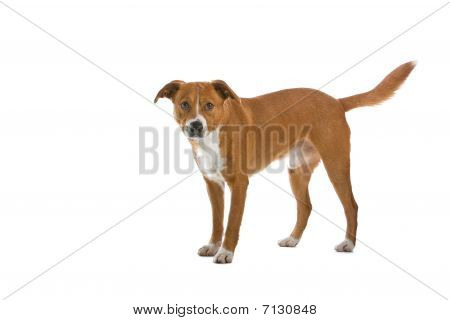 Østrigske Pinscher hund