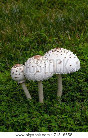 A large mushroom grown on top of grass after a rain