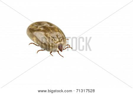 Female Tick Isolated On White Background