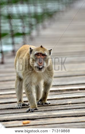 Monkey