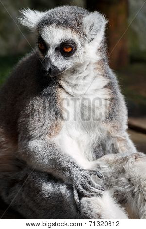 Lemur