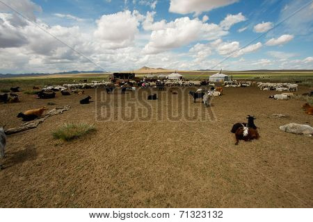 Goats on the steppes