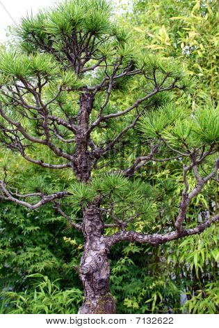 Japansk / orientalske Bonsai-træ
