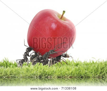 team of ants carry red apple