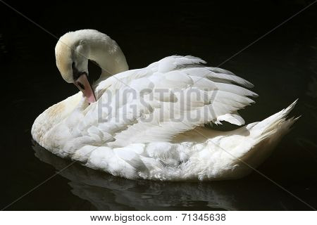 white swan