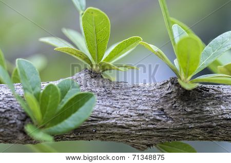green leaves
