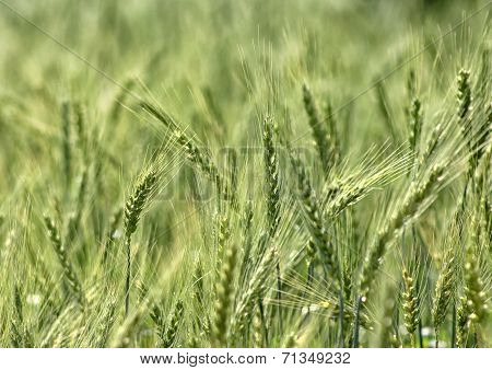 Green spring grains