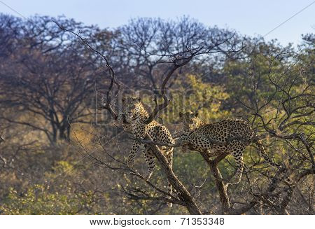 Males in a tree