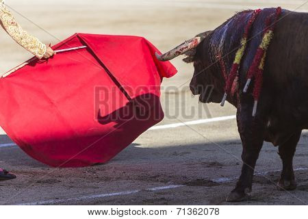 Bullfighter Bullfighting With The Crutch In The Bullring Of Baeza, Jaen Province, Andalusia, Spain