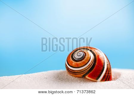 bright polymita shell on white beach sand under the sun light, shallow dof