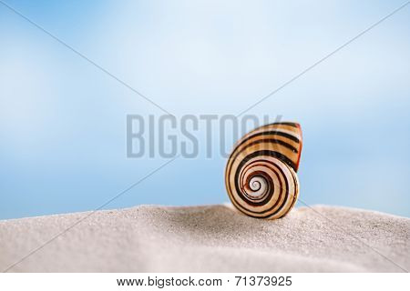 bright polymita shell on white beach sand under the sun light, shallow dof