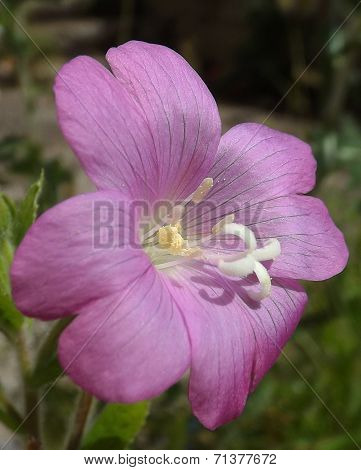 Violet flower