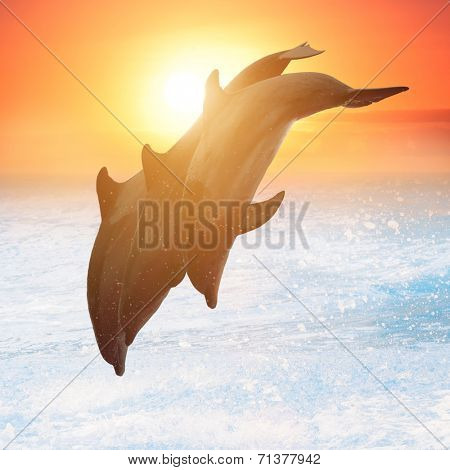 group of jumping dolphins at sunset