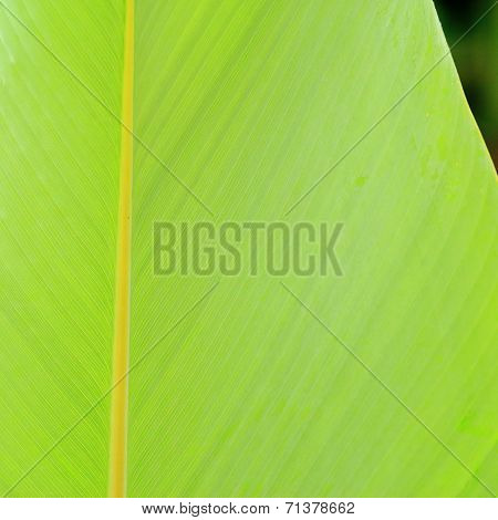 Green Leaf For Background